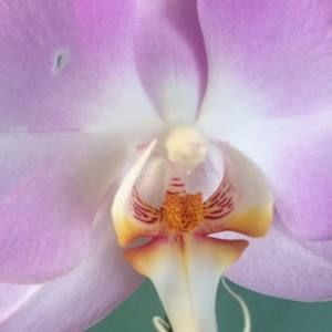 Meet your Posher, Dianna